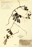 藏品(雞母珠)的圖片